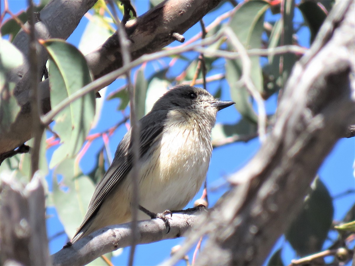 Rufous Whistler - ML125351911