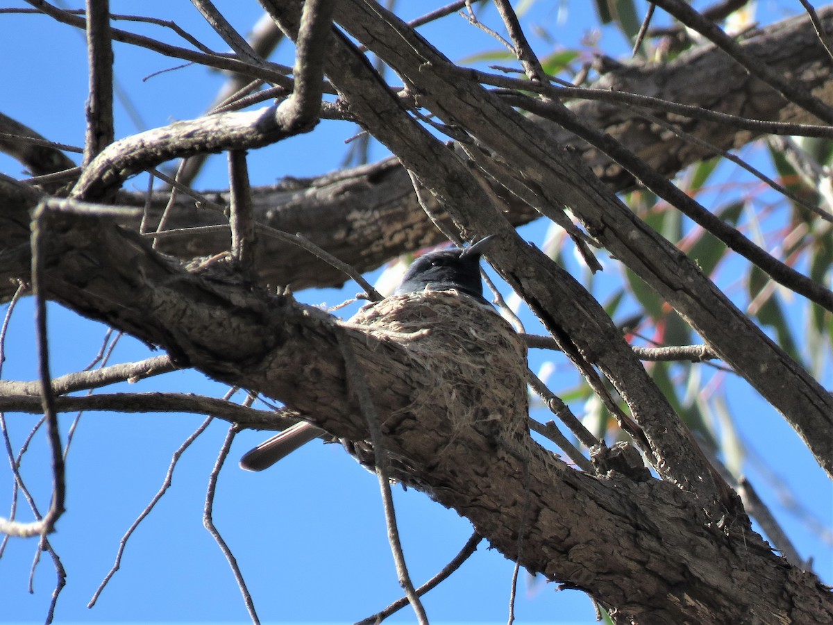 Leaden Flycatcher - ML125351961