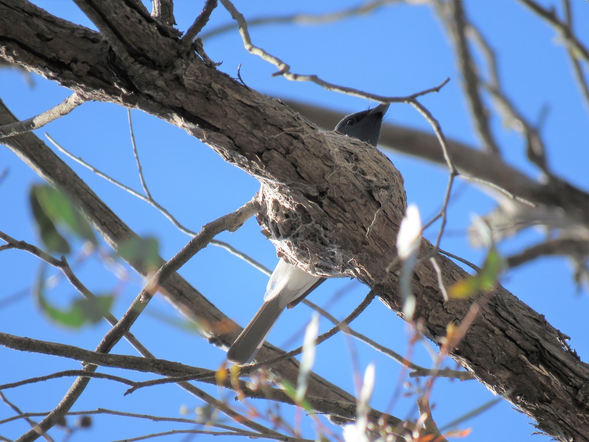 Leaden Flycatcher - ML125351991