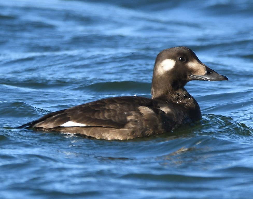 White-winged Scoter - Steve Davis