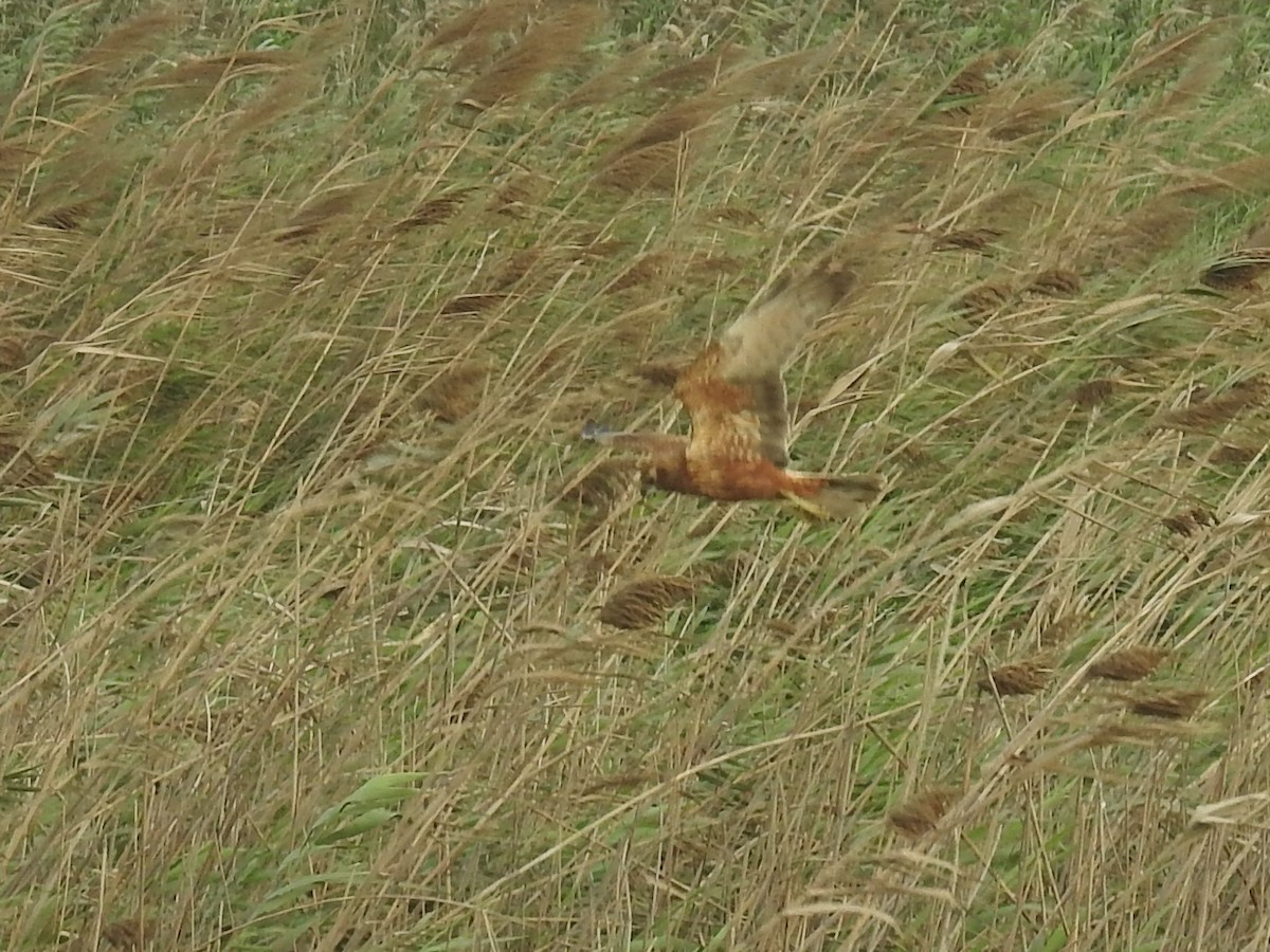 Eastern Marsh Harrier - ML125356351