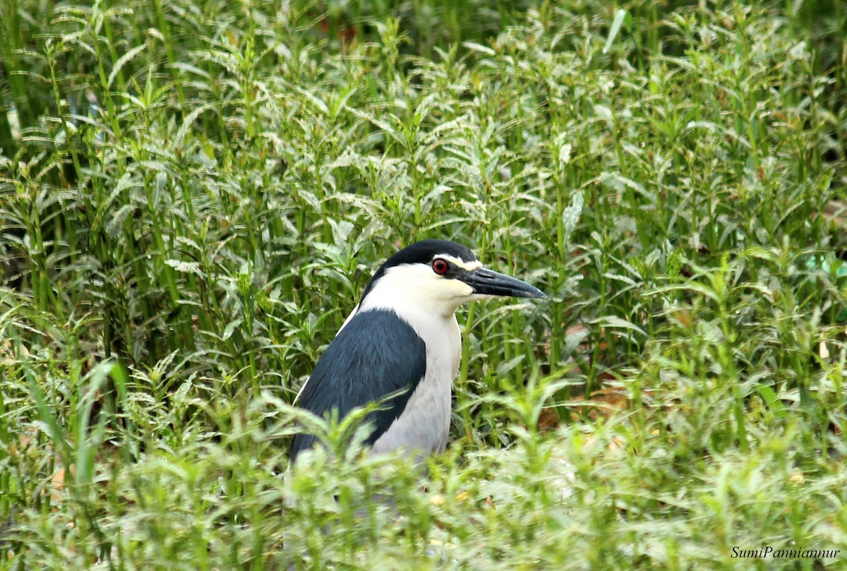 Black-crowned Night Heron - sumi Panniannur