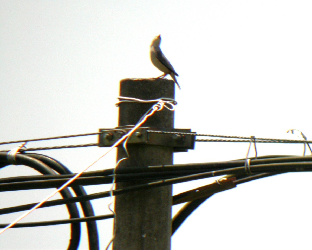 Chestnut-tailed Starling - ML125356891