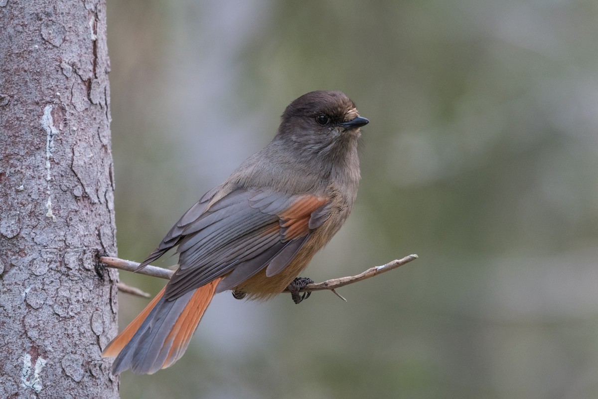 Siberian Jay - ML125357891