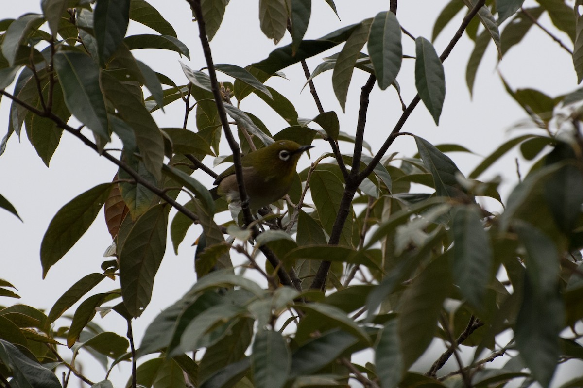 Warbling White-eye - ML125359251