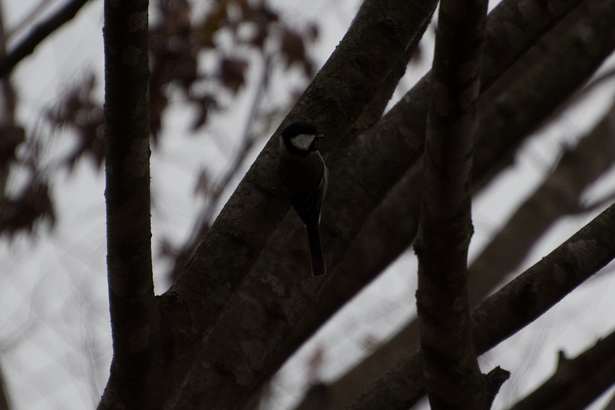 Asian Tit (Japanese) - ML125359651