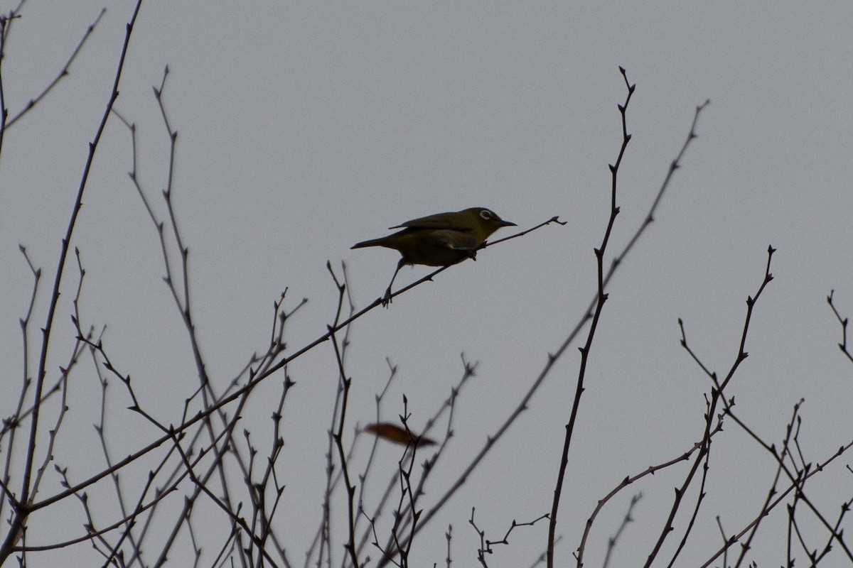 Warbling White-eye - ML125359661