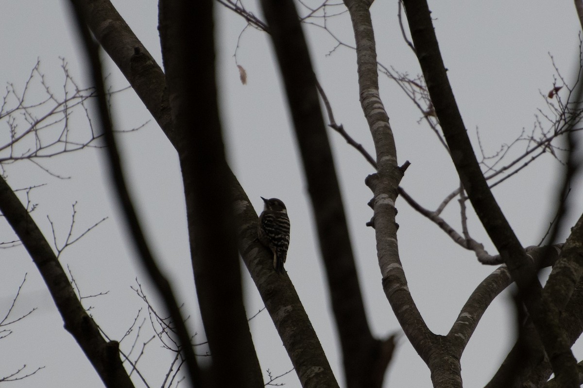 Japanese Pygmy Woodpecker - ML125359721