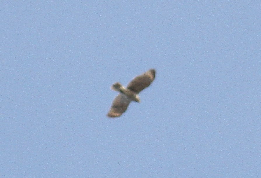 Red-shouldered Hawk - ML125360091