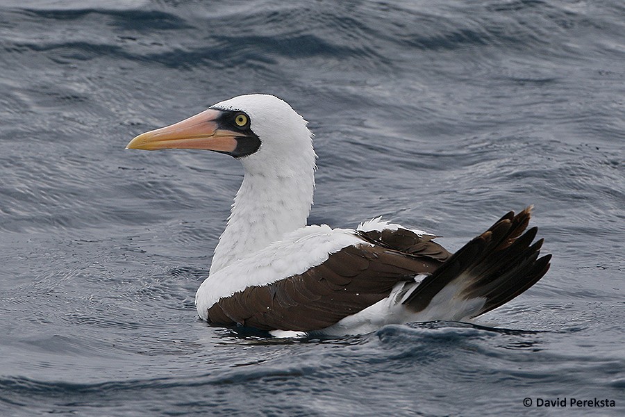 Nazca Booby - ML125361181
