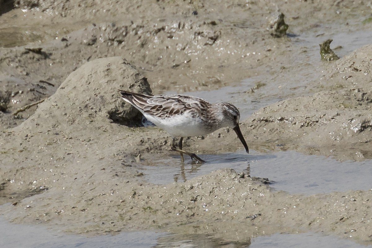 Broad-billed Sandpiper - ML125362151