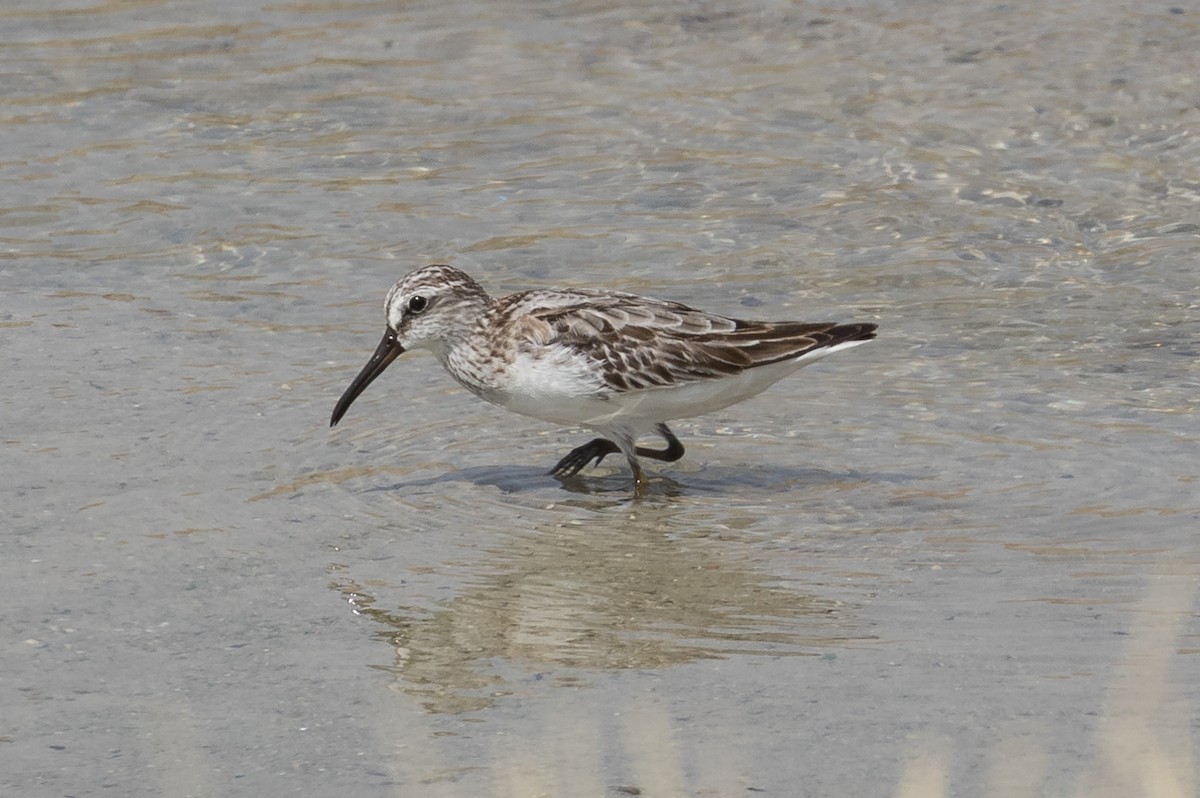 Bécasseau falcinelle - ML125362171