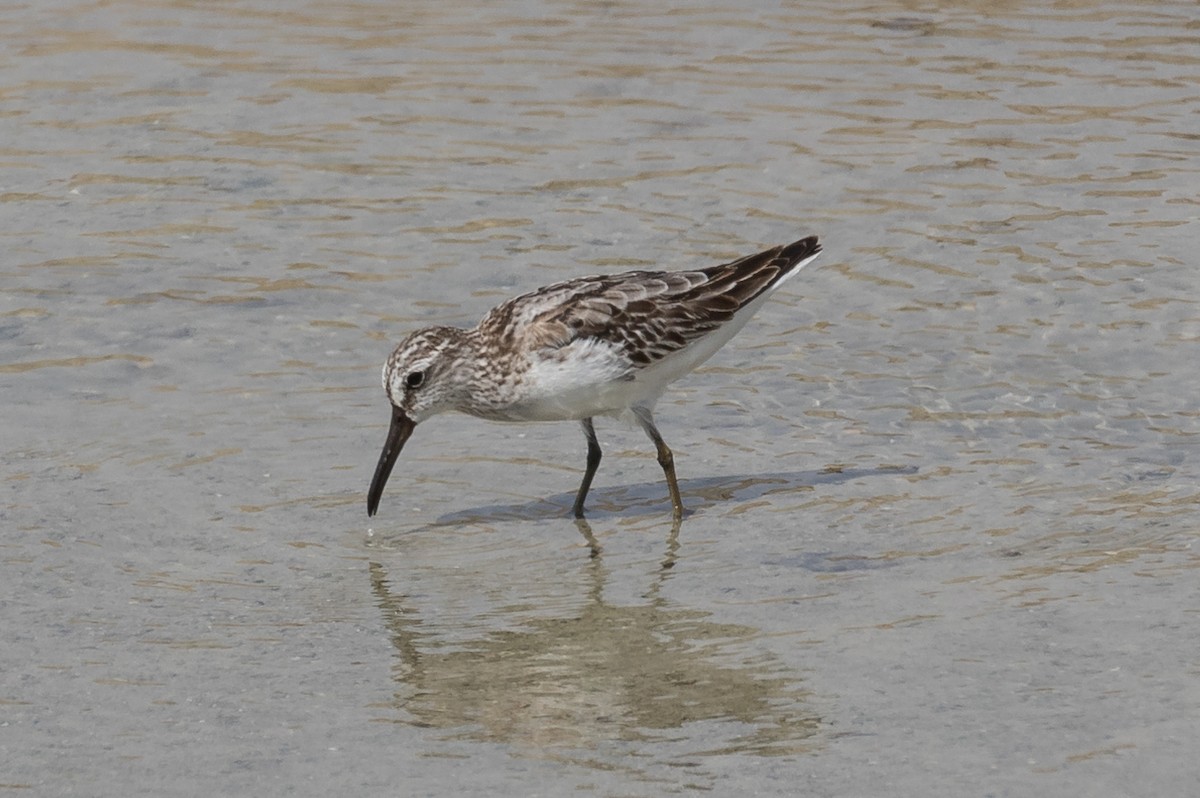 Broad-billed Sandpiper - ML125362181