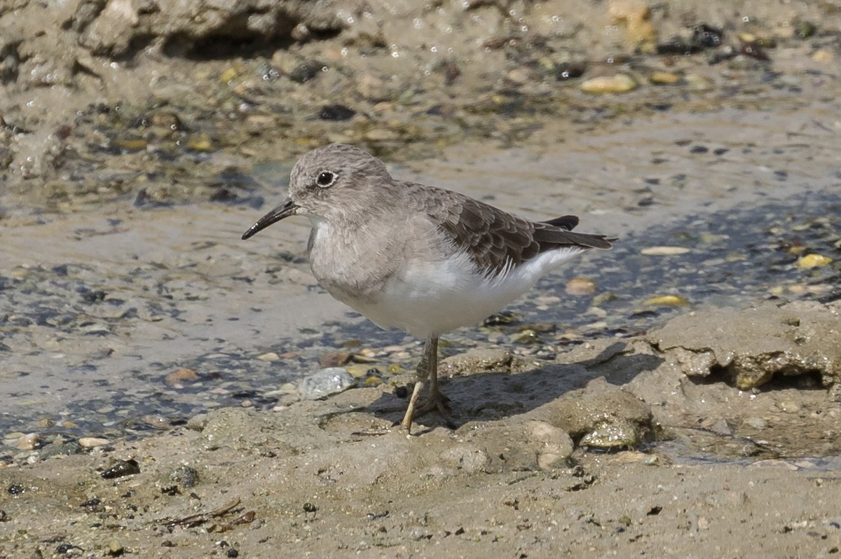 Temminckstrandläufer - ML125362191