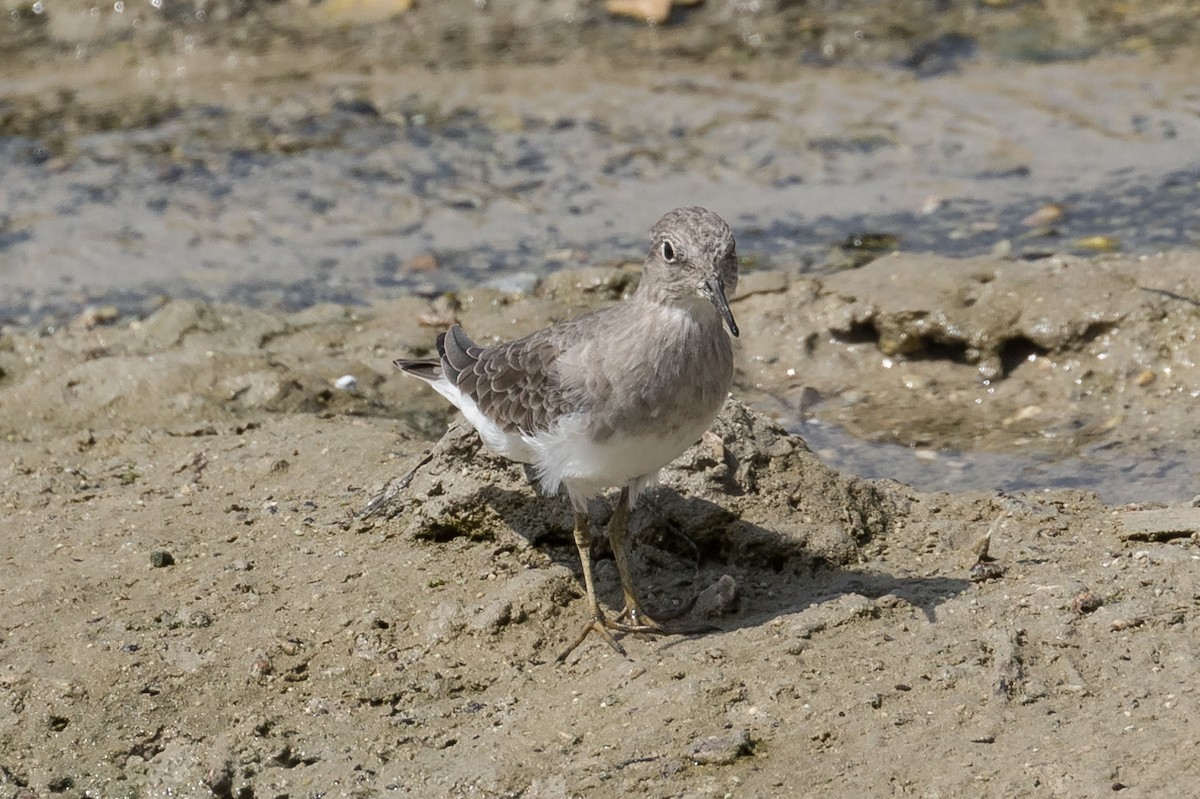 Temminck's Stint - Peter Kennerley