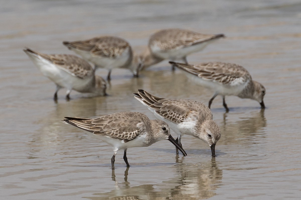 Dunlin - ML125362351