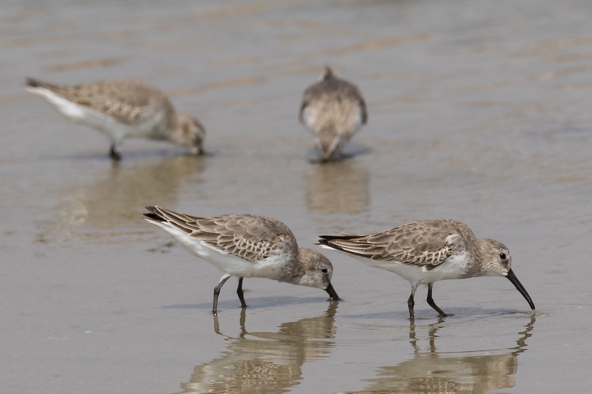 Dunlin - ML125362371