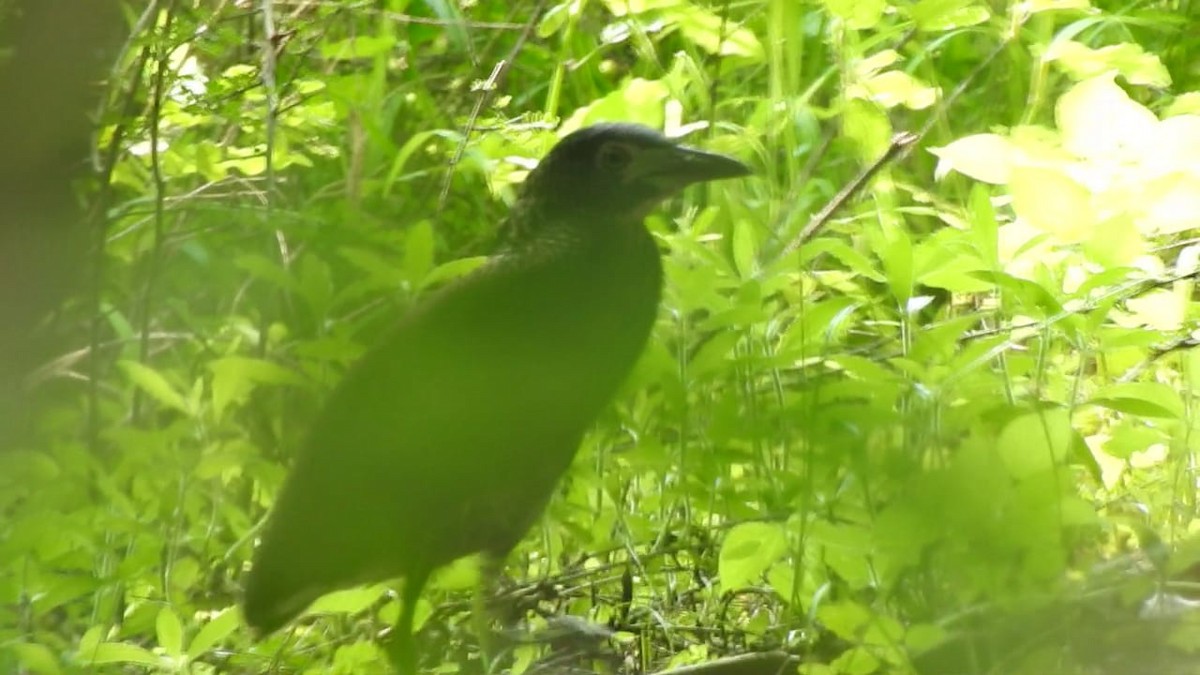 Malayan Night Heron - ML125362441