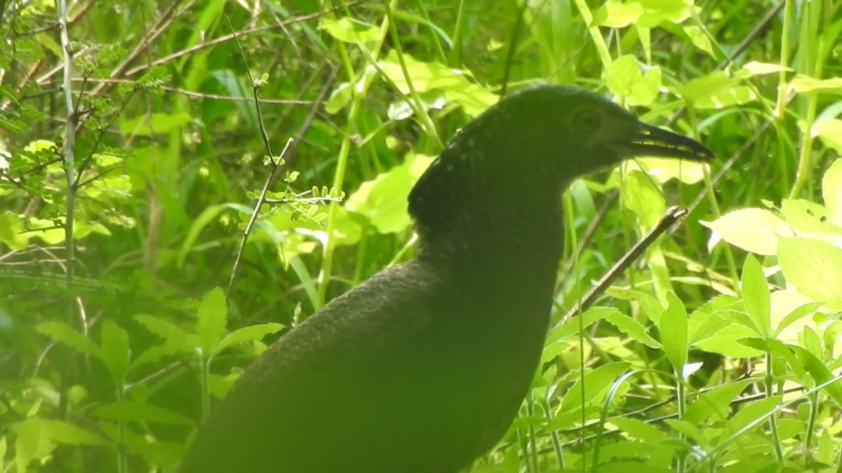 Malayan Night Heron - ML125362451