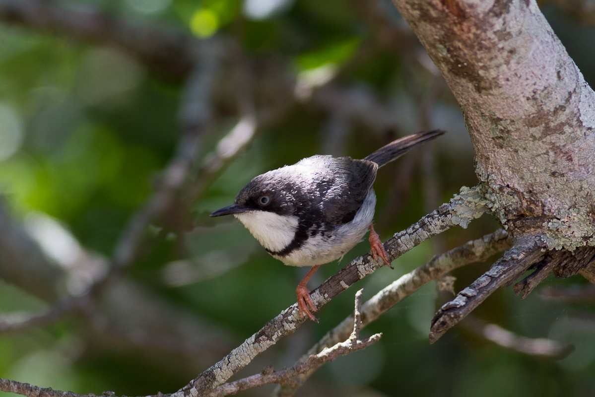 Bar-throated Apalis - ML125362591