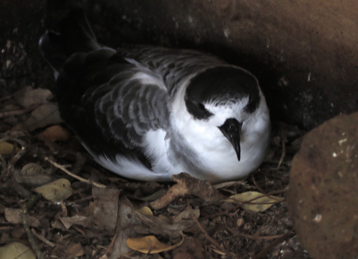 White-necked Petrel - Ian Davies