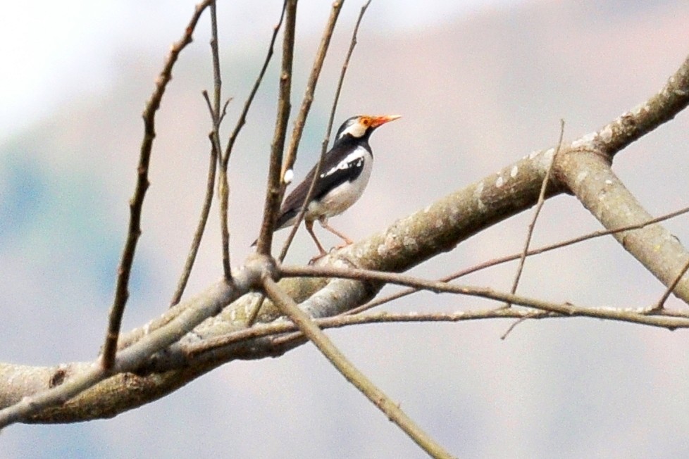 Indian Pied Starling - ML125364781