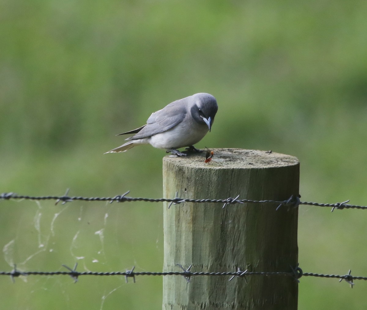 Masked Woodswallow - ML125365521