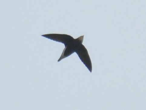 White-throated Needletail - ML125365831