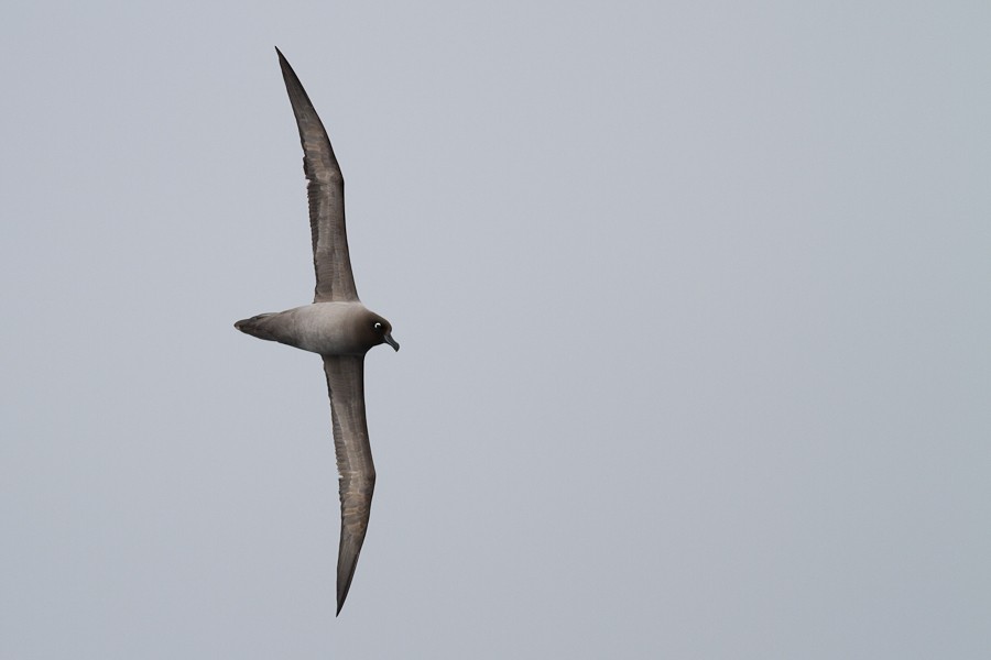 Graumantelalbatros - ML125365921