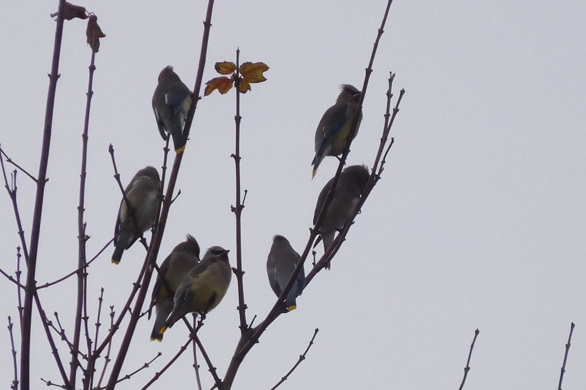 Cedar Waxwing - ML125366361