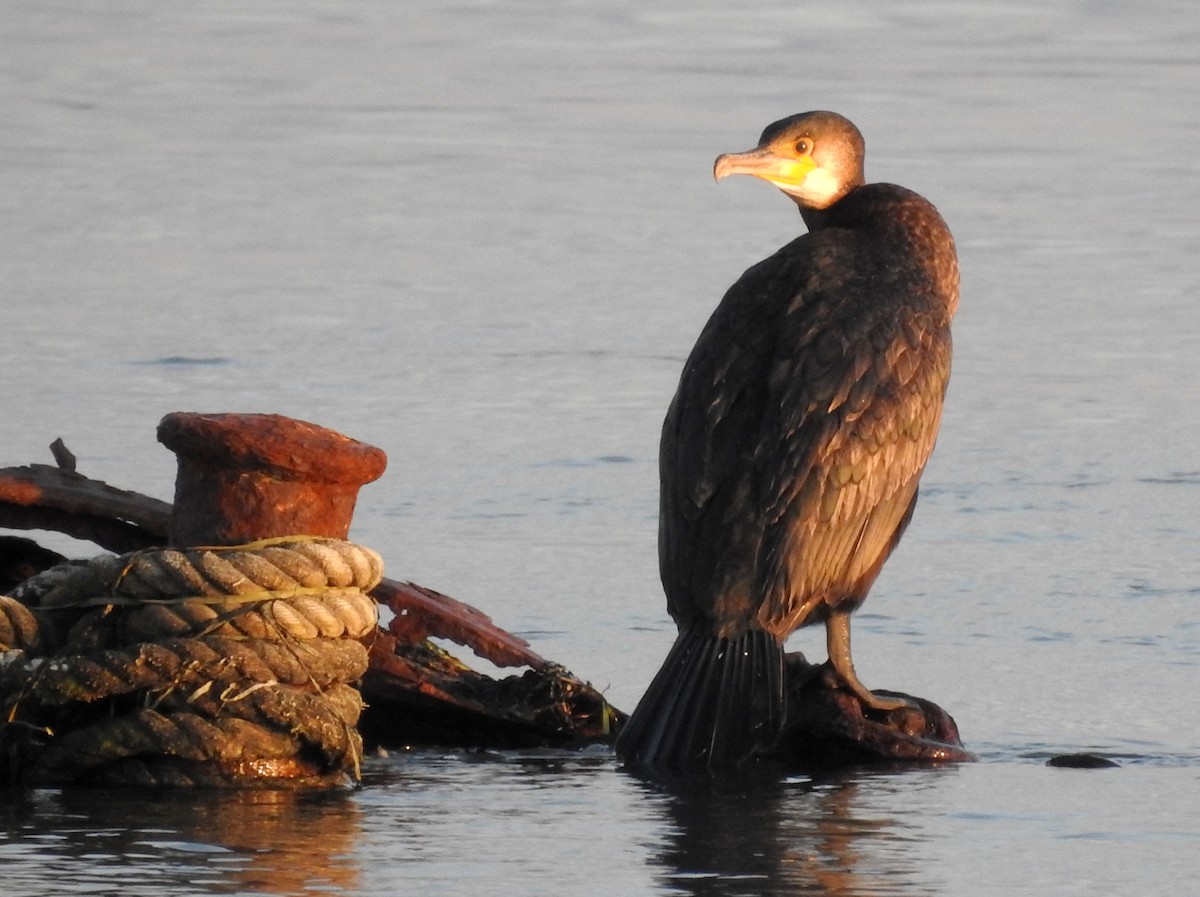 Japanese Cormorant - ML125366841