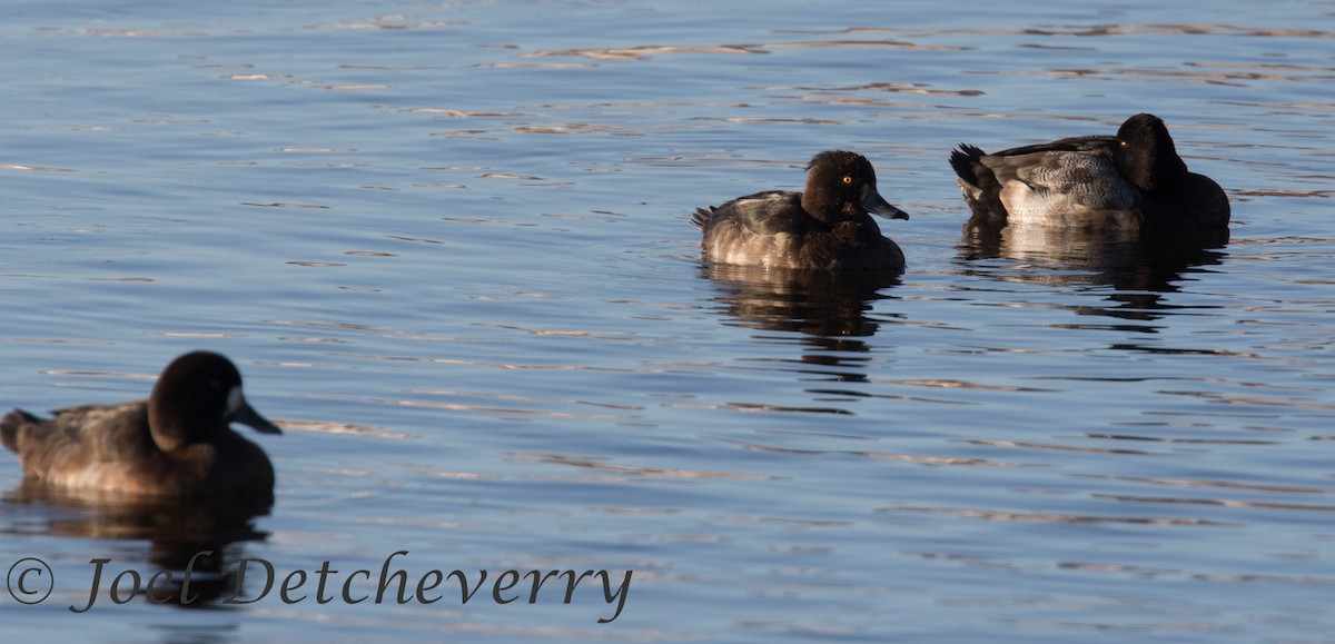 Tufted Duck - ML125366881