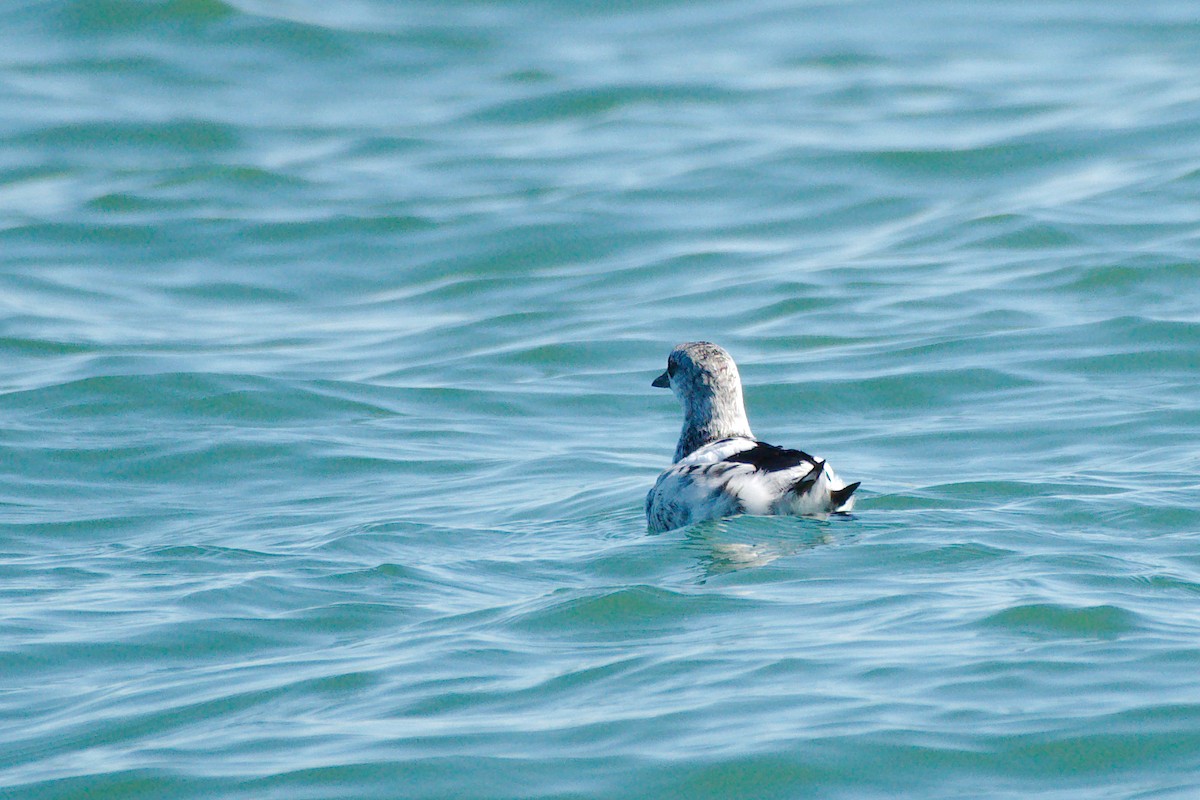 Black Guillemot - ML125367701