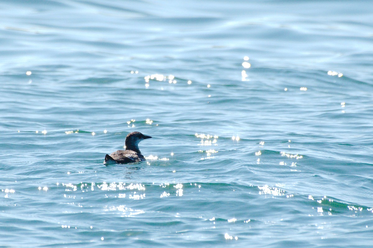 Black Guillemot - ML125367721