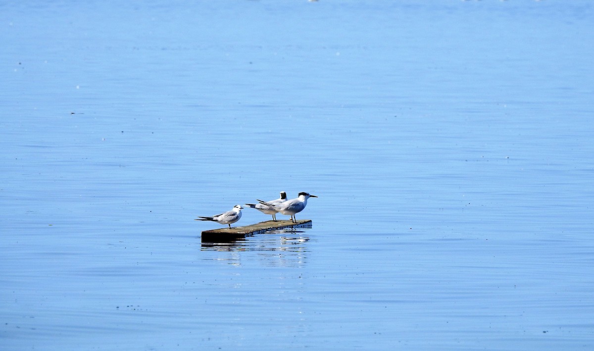 Common Tern - Tony Ford