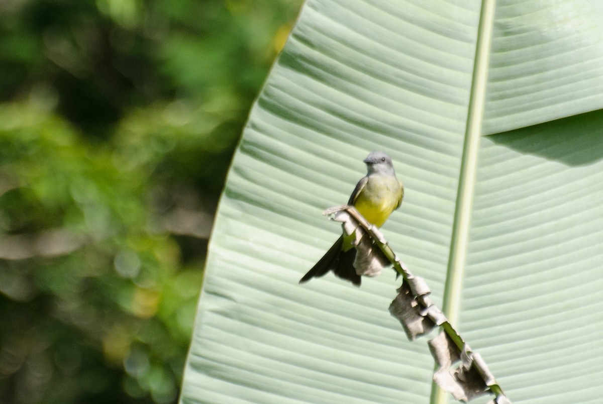 Tropical Kingbird - ML125371961