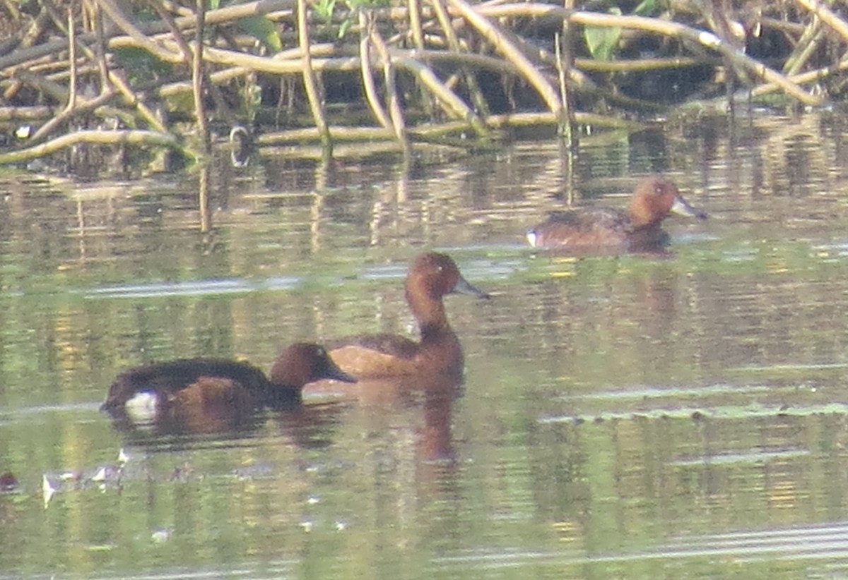 Ferruginous Duck - ML125373471