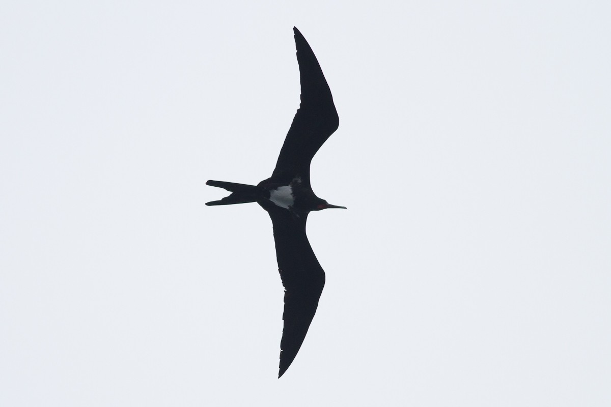 Christmas Island Frigatebird - ML125373621