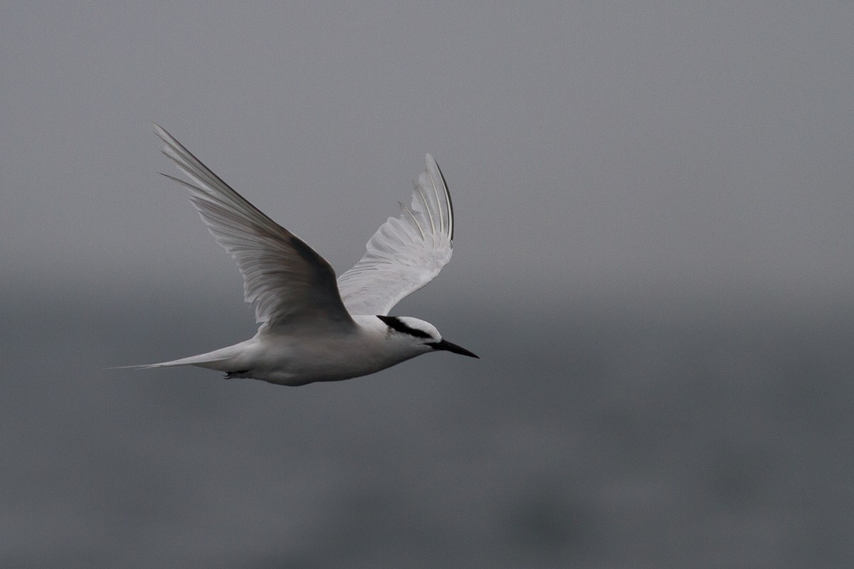 Black-naped Tern - Raphael Lebrun