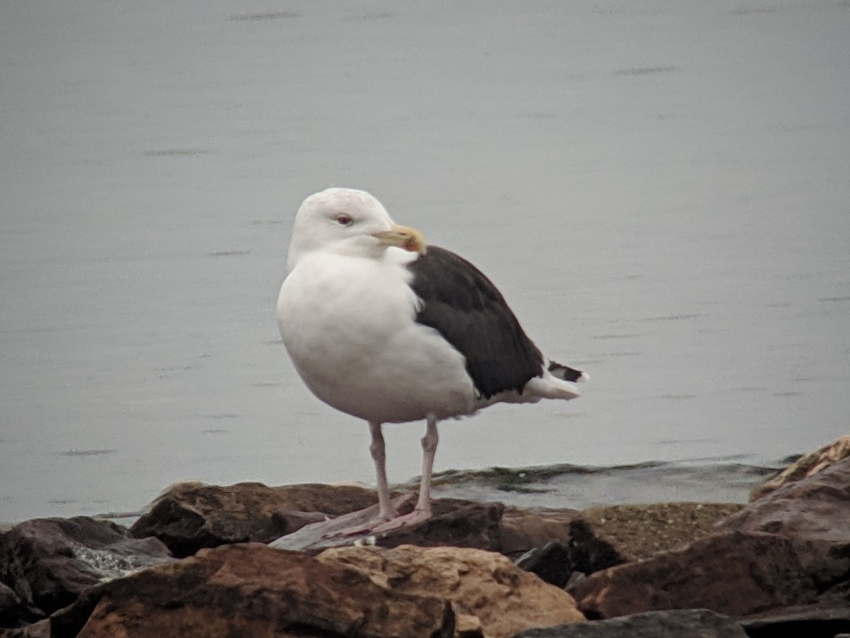 Great Black-backed Gull - ML125373931