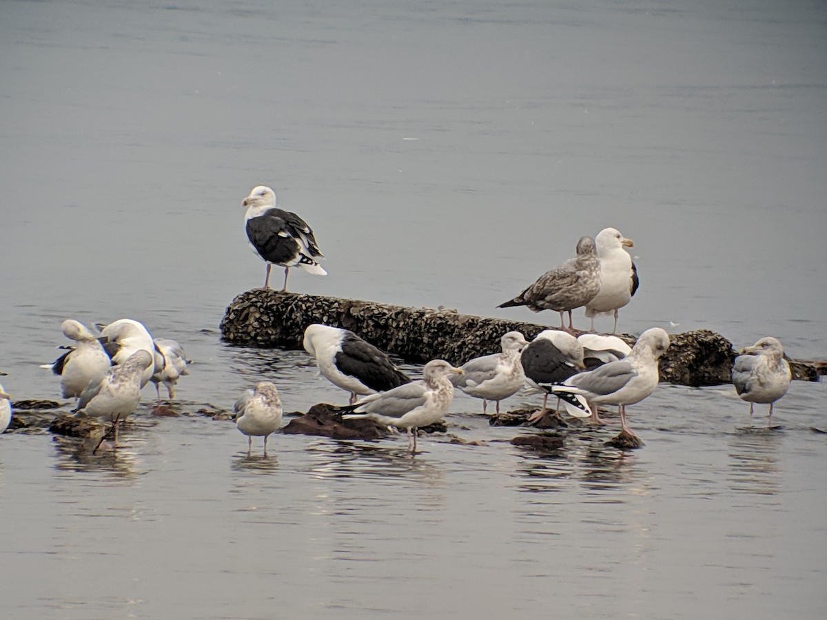 Great Black-backed Gull - ML125374121