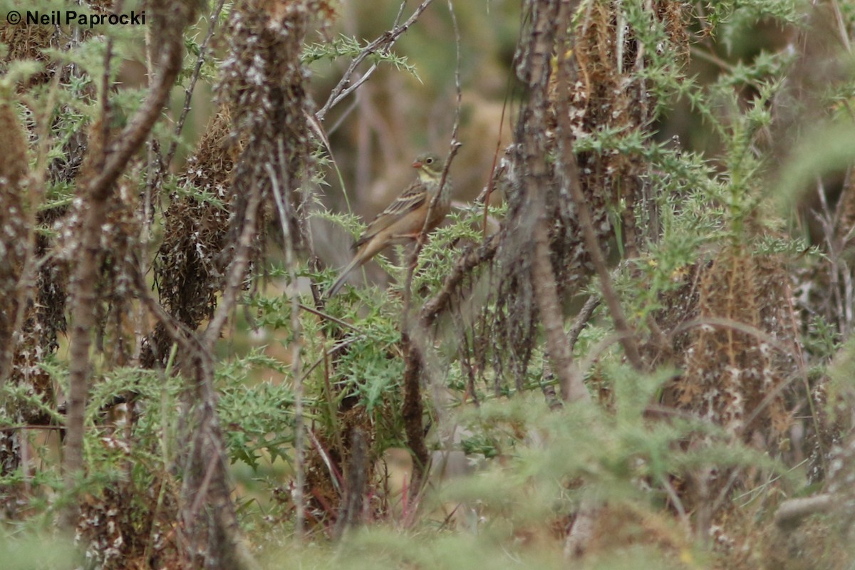 Ortolan Bunting - ML125375141