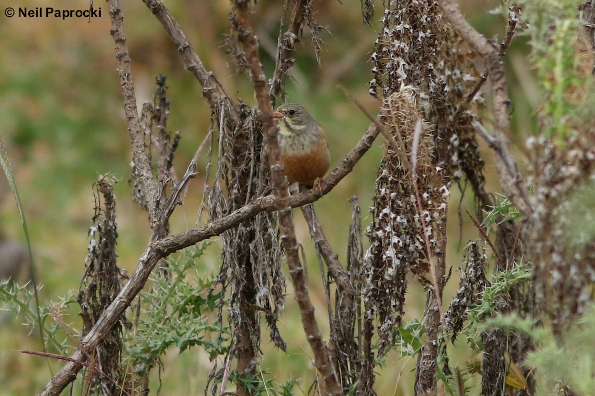 Ortolan Bunting - Neil Paprocki