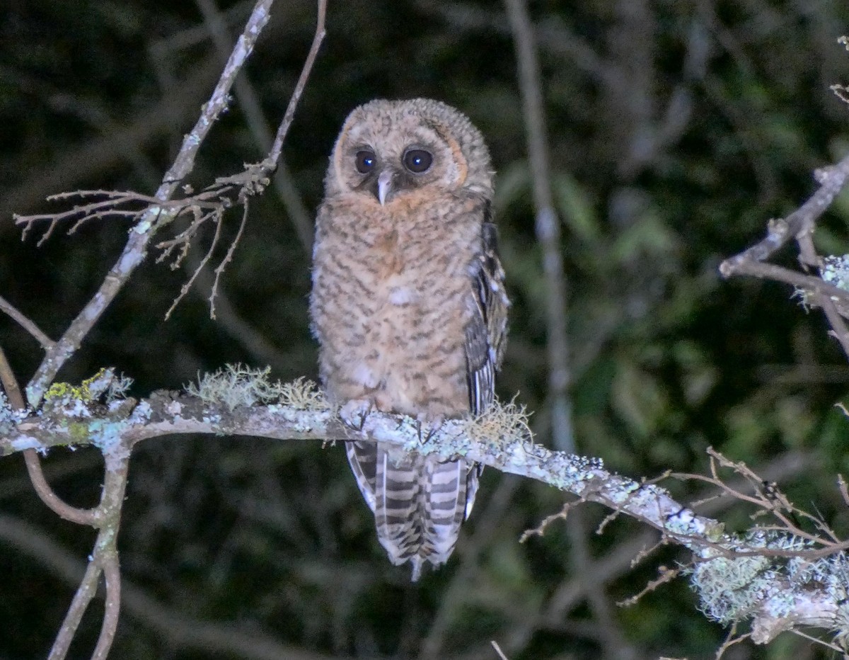 Rusty-barred Owl - Randall Siebert