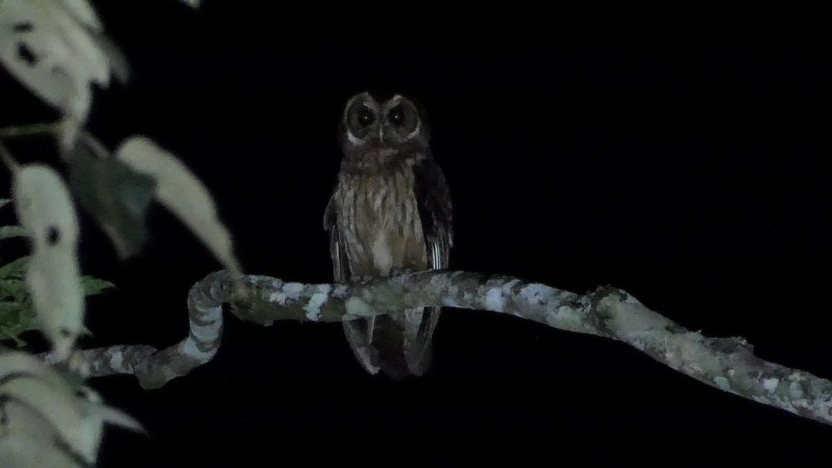 Mottled Owl (Atlantic Forest) - ML125375661