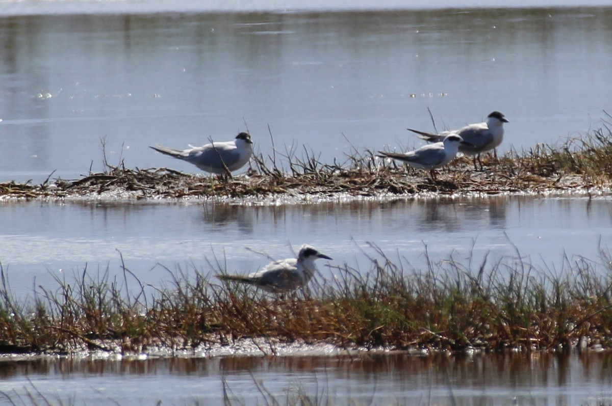 Forster's Tern - ML125376861