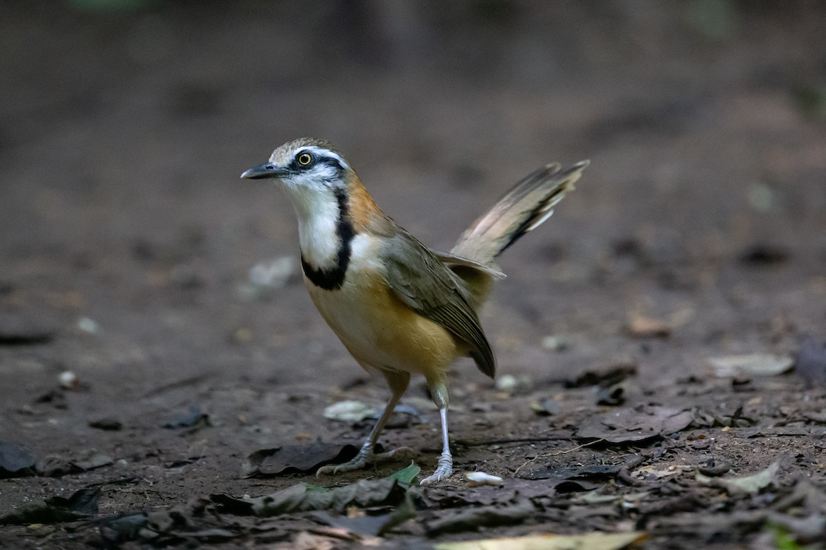 Lesser Necklaced Laughingthrush - ML125377211
