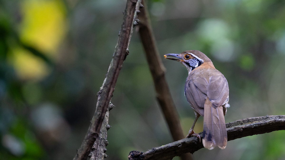 Greater Necklaced Laughingthrush - ML125379221