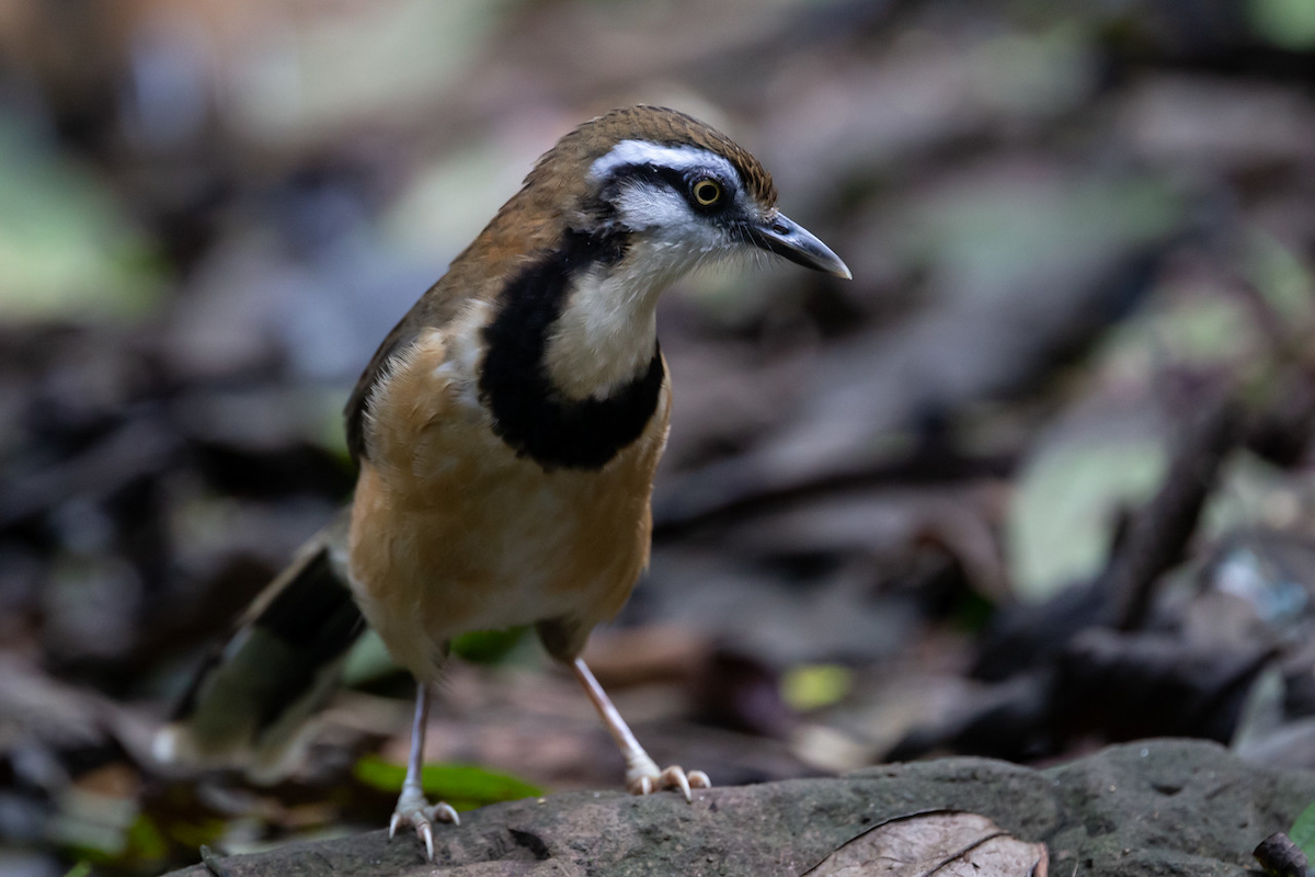Lesser Necklaced Laughingthrush - ML125379521