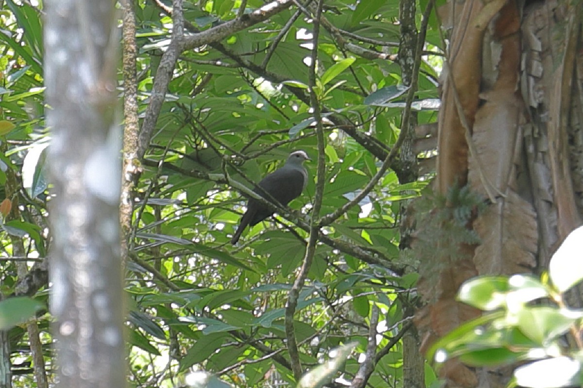 Peale's Imperial-Pigeon - ML125380061